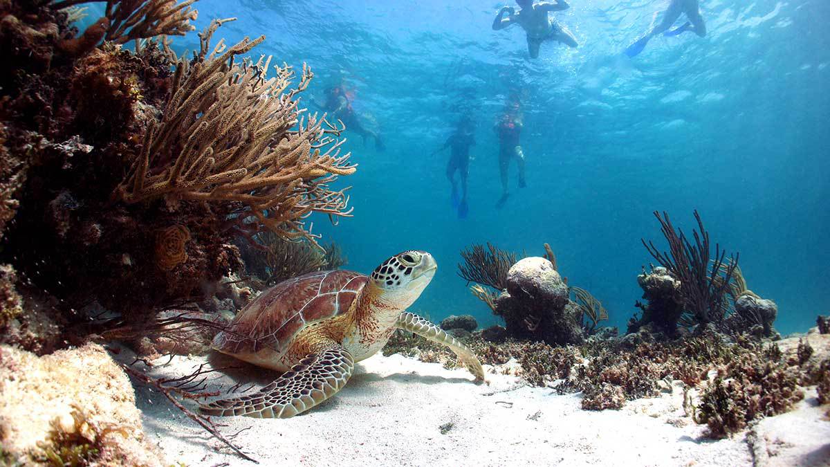 Tulum & Akumal Tour | Swim with Turtles | Travicon’s